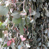 50 RED FLOWERING EUCALYPTUS Sideroxylon Mugga Ironbark Tree Seeds