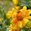 100 YELLOW GAILLARDIA (Blanket Flower / Indian Blanket) Gaillardia Aristata Flower Seeds