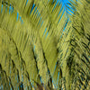 10 TRIANGLE PALM TREE Dypsis Decaryi Rare Tropical from Madagascar Seeds