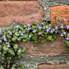 100 KENILWORTH IVY (Ivy-Leaved Toadflax) Cymbalaria Muralis Vine Flower Seeds