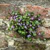 100 KENILWORTH IVY (Ivy-Leaved Toadflax) Cymbalaria Muralis Vine Flower Seeds