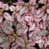 10 Dwarf PINK POLKA DOT PLANT Splash Select Hypoestes Phyllostachya Flower Houseplant Seeds