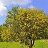 10 GOLDEN MIMOSA Acacia Baileyana Yellow Wattle Tree Flower Seeds