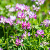 50 MILK VETCH Astragalus Sinicus Pink Purple Flower Ground Cover Legume Seeds