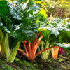 150 RAINBOW MIX SWISS CHARD Mixed Colors Beta Vulgaris Vegetable Seeds