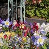 Dwarf Columbine Mix Seeds – Aquilegia Vulgaris Mixed Colors Flower – photo 4