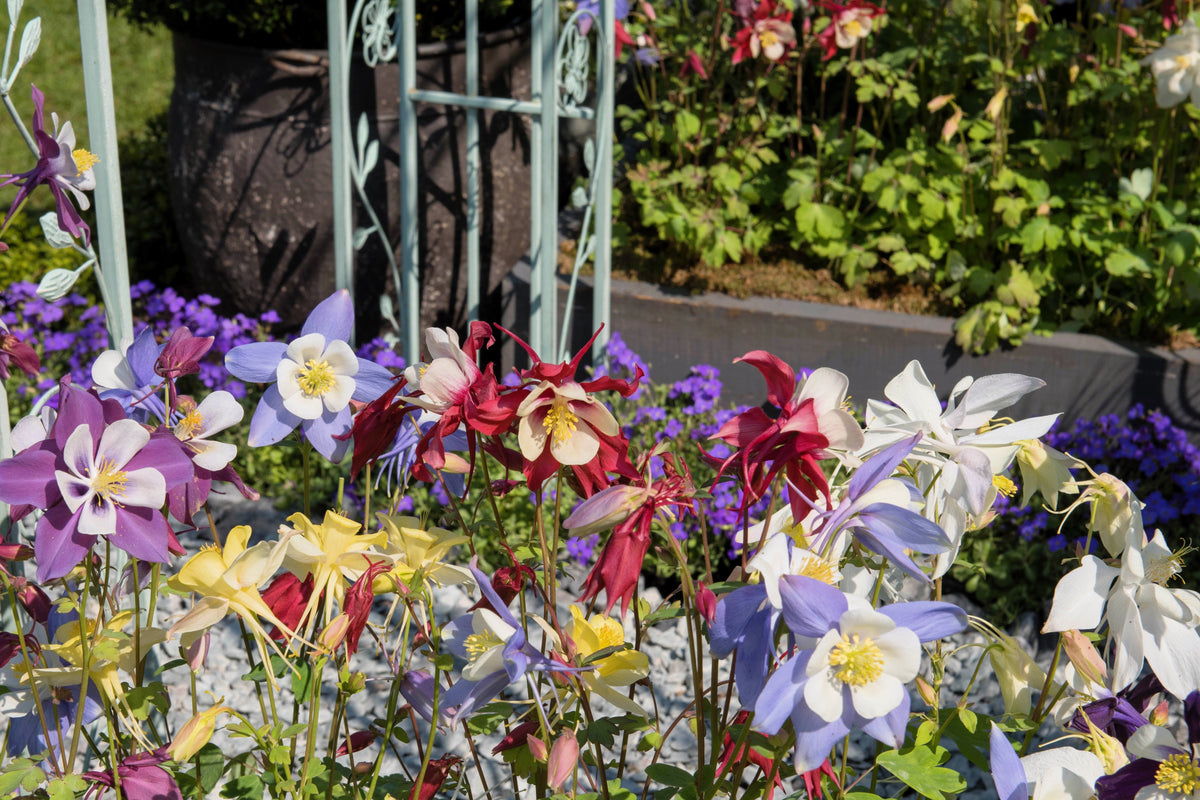 Dwarf Columbine Mix Seeds – Aquilegia Vulgaris Mixed Colors Flower – photo 4
