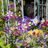 Dwarf Columbine Mix Seeds – Aquilegia Vulgaris Mixed Colors Flower – photo 5