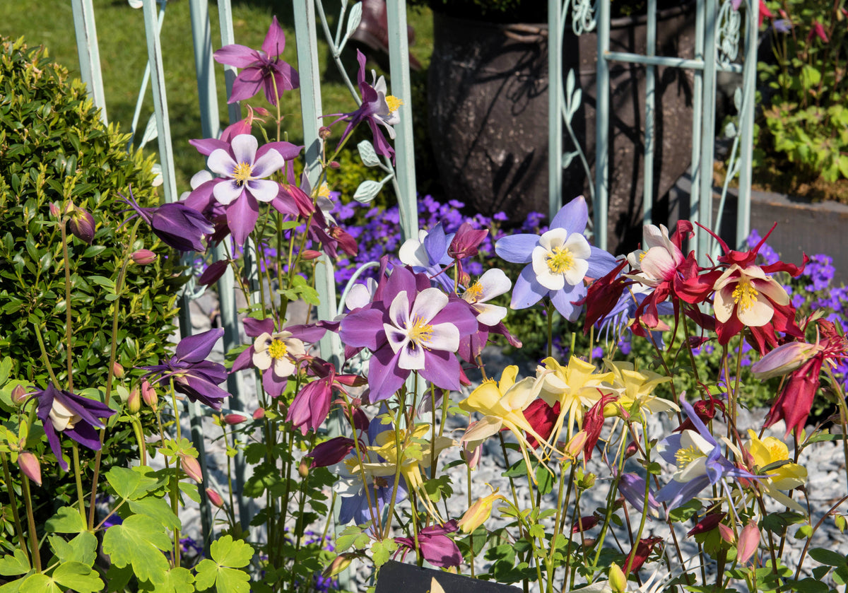 Dwarf Columbine Mix Seeds – Aquilegia Vulgaris Mixed Colors Flower – photo 5