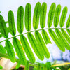 20 WOMAN'S TONGUE TREE White Mimosa Nectar Flower Albizia Lebbeck Legume Seeds