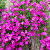 Spring Charm Rockcress Seeds – Rose Rock Cress Arabis Arendsii Flower Mix – photo 7