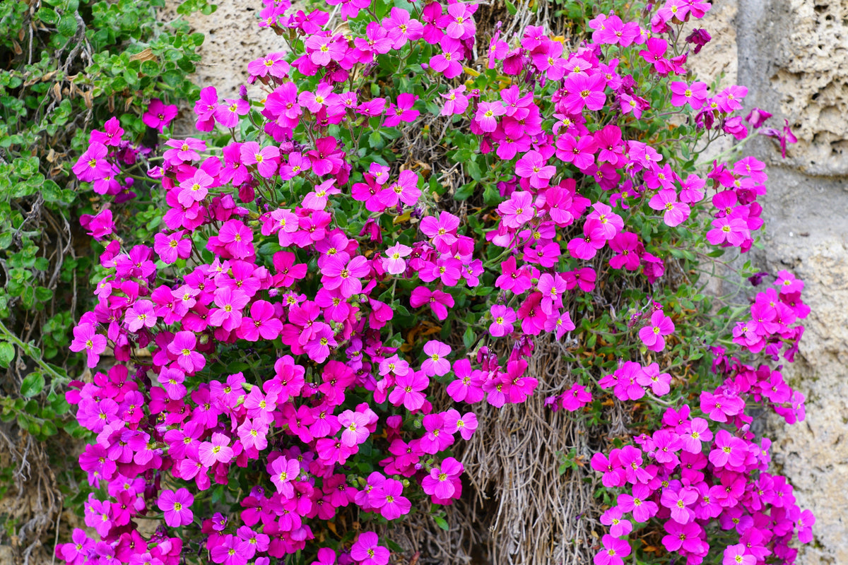 Spring Charm Rockcress Seeds – Rose Rock Cress Arabis Arendsii Flower Mix – photo 7