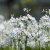 100 WHITE FAIRY PRIMROSE Primula Malacoides Baby Primrose Shade Houseplant Flower Seeds