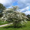 10 American WHITE FLOWERING DOGWOOD Small Tree Cornus Florida Seeds