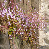 100 KENILWORTH IVY (Ivy-Leaved Toadflax) Cymbalaria Muralis Vine Flower Seeds