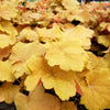 1200 Mixed Colors CORAL BELLS HEUCHERA Shade Flower Seeds