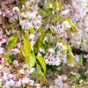 10 WEEPING HIGAN CHERRY Tree Japanese Prunus Subhirtella Pendula Pink Flower Seeds