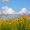 100 YELLOW CONEFLOWER Ratibida Pinnata Flower Seeds
