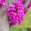 40 CHINESE REDBUD Cercis Chinensis Shrub Small Tree Pink Purple Flower Seeds