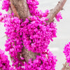 40 CHINESE REDBUD Cercis Chinensis Shrub Small Tree Pink Purple Flower Seeds
