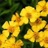 300 MEXICAN Mint MARIGOLD Spanish Tarragon Tagetes Lucida Flower Herb Seeds