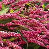 100 PINKWEED Smartweed Pink Knotweed Polygonum Wetland Flower Herb Seeds