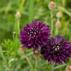 25 Black Garnet BACHELOR'S BUTTON / CORNFLOWER Centaurea Cyanus Flower Seeds
