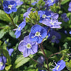 25 CREEPING BLUE SPEEDWELL Veronica Repens Groundcover Flower Seeds