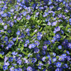 25 CREEPING BLUE SPEEDWELL Veronica Repens Groundcover Flower Seeds