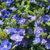 25 CREEPING BLUE SPEEDWELL Veronica Repens Groundcover Flower Seeds