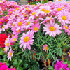 100 Rose PINK ROBINSONS DAISY Painted Chrysanthemum Coccineum Pyrethrum Flower Seeds