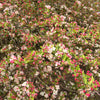 30 Sargent CRAB APPLE Shrub Hummingbird Flower White Red Malus Sargentii Seeds