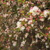 30 Sargent CRAB APPLE Shrub Hummingbird Flower White Red Malus Sargentii Seeds