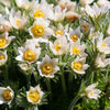 25 WHITE ANEMONE Pulsatilla Vulgaris PASQUE flower Seeds