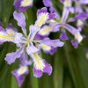 20 Blue & Purple OREGON IRIS ( Tough-Leaf Iris ) Iris Tenax Flower Seeds