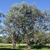 20 SILVER DROP EUCALYPTUS Gunnii Cider Gum Silver Blue Foliage Florist Tree Seeds