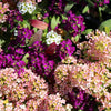 50 Easter Bonnet PEACH ALYSSUM Lobularia Maritima Hummingbird Flower Seeds
