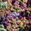 50 Easter Bonnet PEACH ALYSSUM Lobularia Maritima Hummingbird Flower Seeds