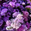 50 Purple STATICE / SEA LAVENDER Limonium Sinuatum Flower Seeds