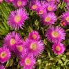 25 Table Mountain ICE PLANT Magenta Fuchsia Delosperma Cooperi Hardy Pink Carpet Flower Seeds