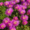 25 Table Mountain ICE PLANT Magenta Fuchsia Delosperma Cooperi Hardy Pink Carpet Flower Seeds