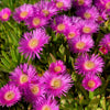 Mixed Colors Ice Plant ( Mesembryanthemum Daisy / Livingstone Daisy ) Dorotheanthus Bellidiformis Flower Seeds – photo 15