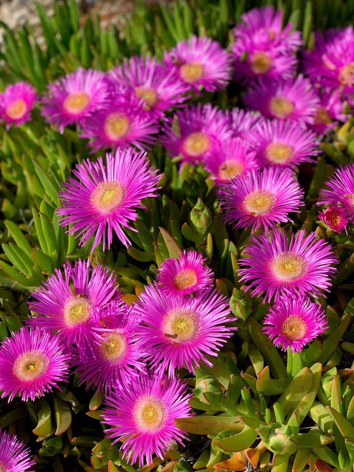 Mixed Colors Ice Plant ( Mesembryanthemum Daisy / Livingstone Daisy ) Dorotheanthus Bellidiformis Flower Seeds – photo 15