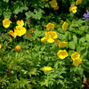 20 Yellow WELSH POPPY Meconopsis Papaver Cambricum Perennial Shade Flower Seeds