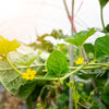 15 TIGGER / TIGER MELON Edible Muskmelon & Ornamental Vine Cucumis Melo Seeds