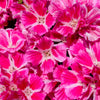 500 Pink FAREWELL TO SPRING Clarkia Elegans Godetia Flower Seeds