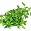 150 Creeping WINTER SAVORY Satureja Montana Herb Pink Flower Seeds