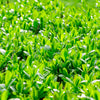 40 LITTLELEAF BOXWOOD Korean Buxus Microphylla Koreana Shrub Seeds