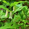10 HOOKERS FAIRYBELLS Drops of Gold Prosartes Disporum Hookeri Native Flower Seeds