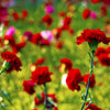 50 SCARLET RED CARNATION Dianthus Caryophyllus Grenadin Double Flower Seeds